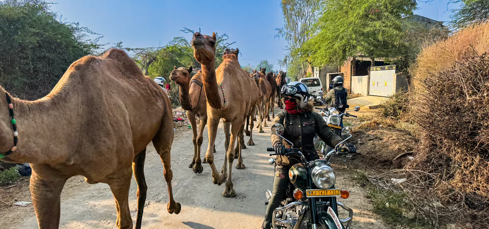 Indian Rides – Gujarat Motorcycle Tour in the Heart of India Indian Rides Gujarat motorcycle tour on a Royal Enfield alongside a camel caravan through rural India