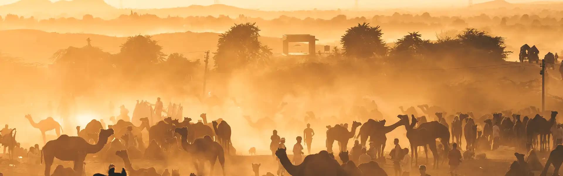 Pushkar Camel Fair in Rajasthan with hundreds of camels and visitors during the vibrant desert festival.