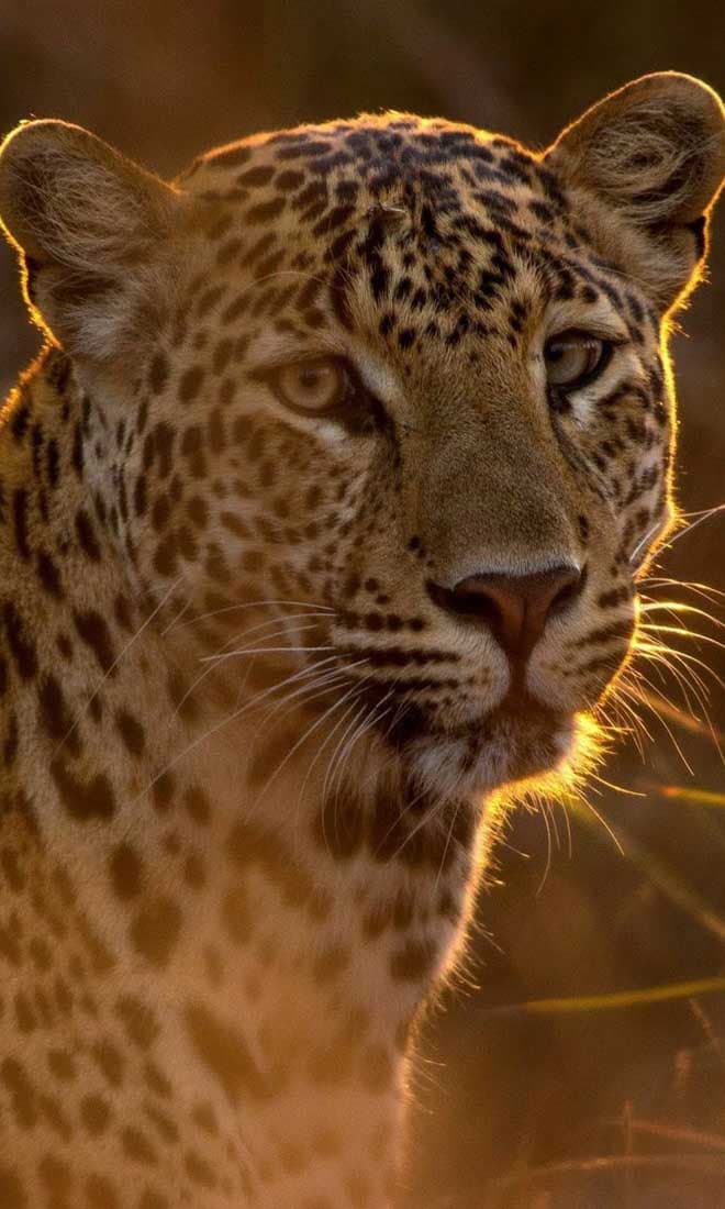Indian Rides – Leopard Safari in Central India Leopard spotted during a wildlife safari in Central India
