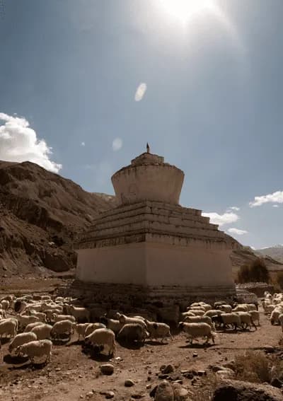 Changthang, Ladakh – Motorcycle Tour Himalaya Sheep herd and traditional chorten in Changthang, Ladakh